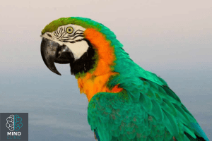 استعارة الببغاء (Parrot Metaphor)